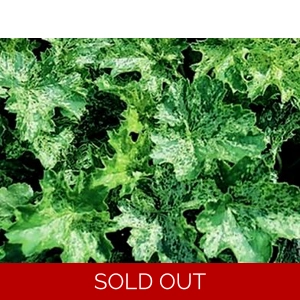 Heuchera 'Helen Dillon'